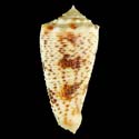 To Conchology (Phasmoconus moluccensis)