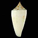 To Conchology (Phasmoconus alabaster)