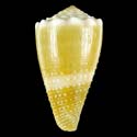 To Conchology (Lividoconus lividus GRANULATE)