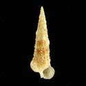 To Conchology (Cerithium ophioderma)