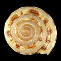 To Conchology (Architectonica purpurata)