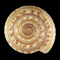 To Conchology (Architectonica perdix)