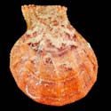 To Conchology (Manupecten pesfelis CANARY FORM RED GIANT)