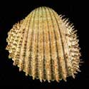 To Conchology (Acanthocardia aculeata)