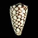 To Conchology (Conus crosseanus)