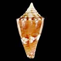 To Conchology (Conasprella articulata BROWN)