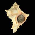 To Conchology (Chicoreus virgineus)