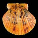 To Conchology (Argopecten ventricosus ORANGE)