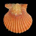 To Conchology (Aequipecten muscosus BROWN)