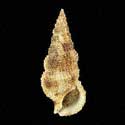 To Conchology (Cerithium atratum)