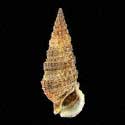 To Conchology (Cerithium atratum)