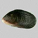 To Conchology (Perumytilus purpuratus)