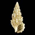 To Conchology (Cerithium scabridum)