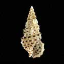 To Conchology (Cerithium scabridum)