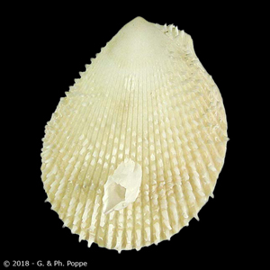 Lima quantoensis