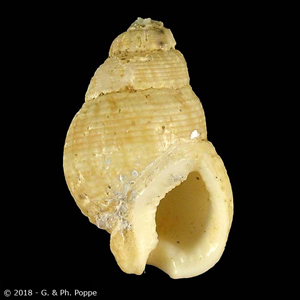 Nassarius insculptus