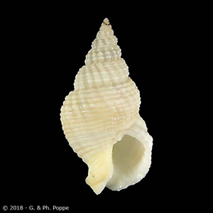 Nassarius guaymasensis