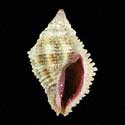 To Conchology (Morula porphyrostoma)