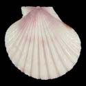 To Conchology (Aequipecten commutatus commutatus WHITE)