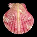 To Conchology (Aequipecten commutatus commutatus PURPLE)