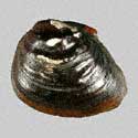 To Conchology (Schistodesmus lampreyanus)