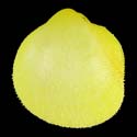 To Conchology (Frigidocardium eos YELLOW)