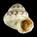 To Conchology (Heliacus cylindricus)