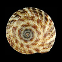 To Conchology (Heliacus areola bicanaliculatus)