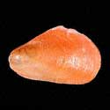 To Conchology (Modiolus philippinarum ORANGE)