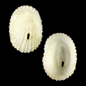 To Conchology (Puncturella carinifera)