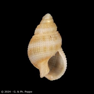 Nassarius eximius