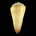 To Conchology (Fraterconus distans GIANT)