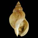 To Conchology (Buccinum cyaneum)