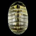 To Conchology (Chiton bowenii cf.)