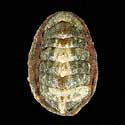 To Conchology (Onithochiton quercinus)