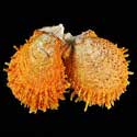 To Conchology (Spondylus setiger cf. ORANGE)