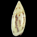 To Conchology (Olivella pulicaria)