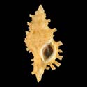 To Conchology (Chicoreus strigatus YELLOW)