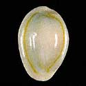 To Conchology (Monetaria annulus GIANT)