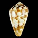 To Conchology (Lautoconus guinaicus)