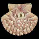 To Conchology (Pecten maximus YOUNG)