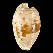 To Conchology (Cypraeovula capensis gonubiensis)