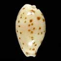 To Conchology (Ransoniella punctata bridgesi)