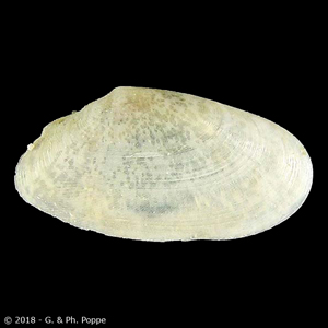 TELLINIDAE | Shells Group By Species | Conchology