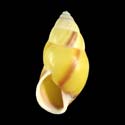 To Conchology (Amphidromus basilanensis YELLOW)