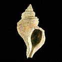 To Conchology (Neptunea excelsior WEST PACIFIC FORM)