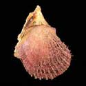 To Conchology (Spondylus fauroti)