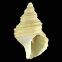 To Conchology (Buccinum abyssorum)