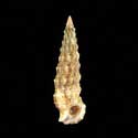 To Conchology (Cerithium protractum)