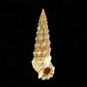 To Conchology (Cerithium protractum)